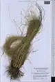 Stipa krascheninnikovii • استپی کندوانی
