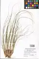 Stipa krascheninnikovii • استپی کندوانی