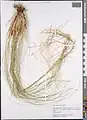 Stipa krascheninnikovii • استپی کندوانی