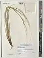 Stipa krascheninnikovii • استپی کندوانی