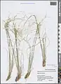Stipa krascheninnikovii • استپی کندوانی