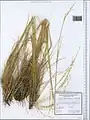 Stipa atriseta • استپی تیرهریش