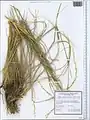 Stipa atriseta • استپی تیرهریش