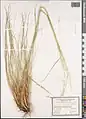 Stipa atriseta • استپی تیرهریش