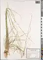 Stipa atriseta • استپی تیرهریش