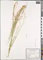 Stipa atriseta • استپی تیرهریش