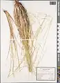 Stipa atriseta • استپی تیرهریش