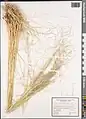 Stipa atriseta • استپی تیرهریش