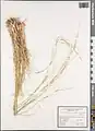 Stipa atriseta • استپی تیرهریش