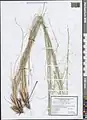 Stipa atriseta • استپی تیرهریش
