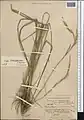 Stipa kurdistanica • استپی کردستانی