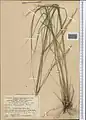 Stipa kurdistanica • استپی کردستانی