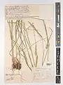 Stipa kurdistanica • استپی کردستانی