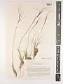 Stipa kurdistanica • استپی کردستانی