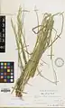 Stipa kurdistanica • استپی کردستانی