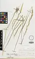 Stipa kurdistanica • استپی کردستانی