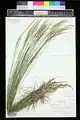 Stipa caragana • استپی خزری