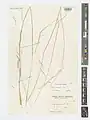Stipa caragana • استپی خزری