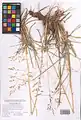 Eragrostis collina • علف عشق تپه‌روی