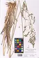 Eragrostis collina • علف عشق تپه‌روی