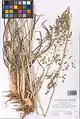 Eragrostis collina • علف عشق تپه‌روی