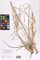 Eragrostis collina • علف عشق تپه‌روی
