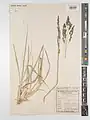 Eragrostis collina • علف عشق تپه‌روی
