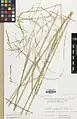Eragrostis collina • علف عشق تپه‌روی