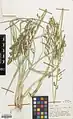 Eragrostis collina • علف عشق تپه‌روی