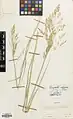 Eragrostis collina • علف عشق تپه‌روی