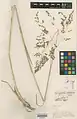 Eragrostis collina • علف عشق تپه‌روی
