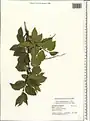 Celtis glabrata • داغداغان بیکرک