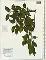 Celtis glabrata • داغداغان بیکرک