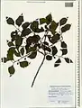 Celtis glabrata • داغداغان بیکرک