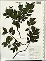 Celtis glabrata • داغداغان بیکرک