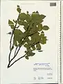 Celtis glabrata • داغداغان بیکرک