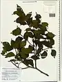 Celtis glabrata • داغداغان بیکرک