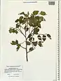 Celtis glabrata • داغداغان بیکرک