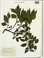 Celtis glabrata • داغداغان بیکرک