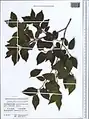 Celtis glabrata • داغداغان بیکرک
