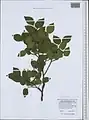 Celtis glabrata • داغداغان بیکرک