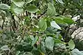Celtis glabrata • داغداغان بیکرک