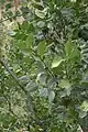 Celtis glabrata • داغداغان بیکرک