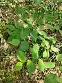 Celtis glabrata • داغداغان بیکرک