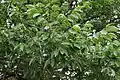 Celtis glabrata • داغداغان بیکرک