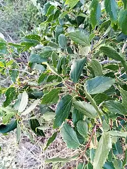 Celtis glabrata • داغداغان بیکرک