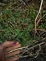 Carduus arabicus • تاتاری عربی
