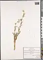 Carduus arabicus • تاتاری عربی