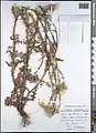 Carduus arabicus • تاتاری عربی