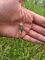 Carduus arabicus • تاتاری عربی